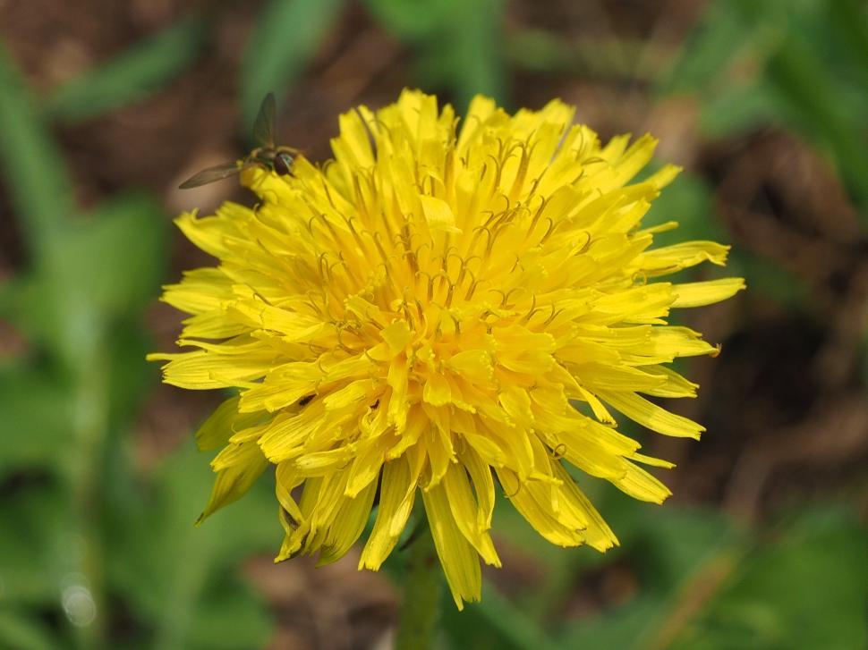 Free Image of Yellow Dandelion Flower 