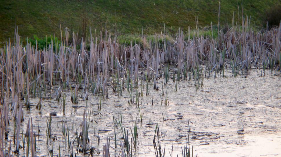 Free Stock Photo of Reeds in a Pond Download Free Images and Free
