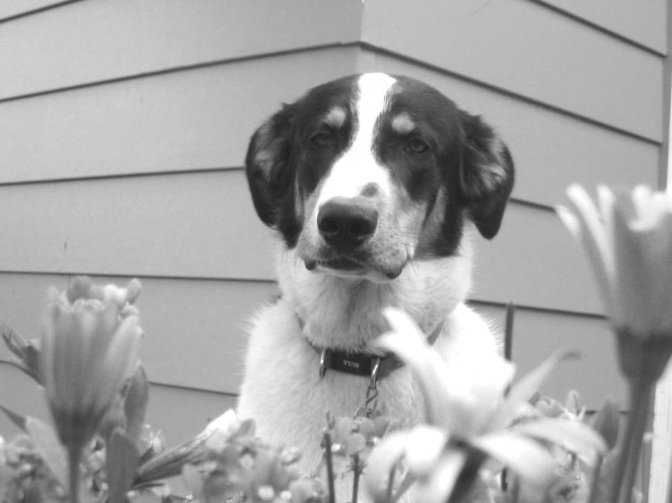 Free Image of Emily B&W 