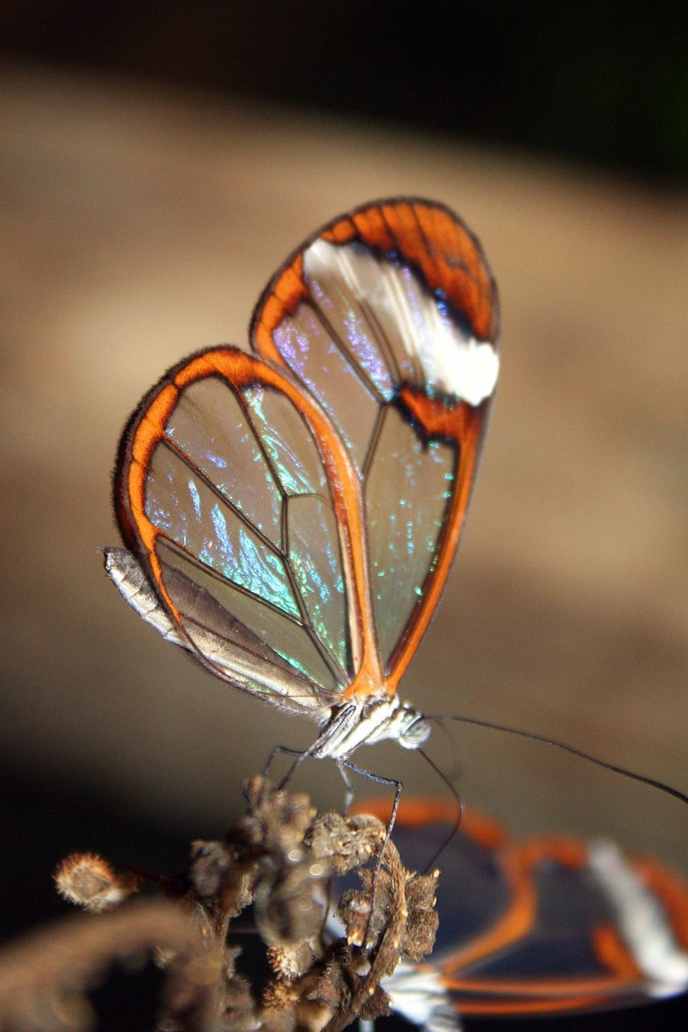 Free Stock Photo of glass wing butterfly  Download Free Images and Free  Illustrations