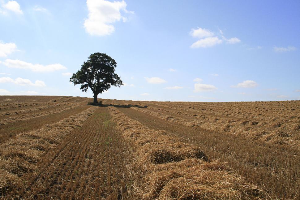 Free Image of lone tree 