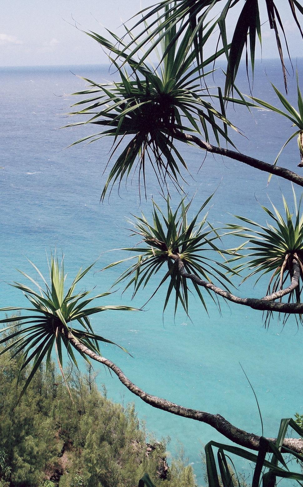 Free Image of Hawaii Trees of Paradise 