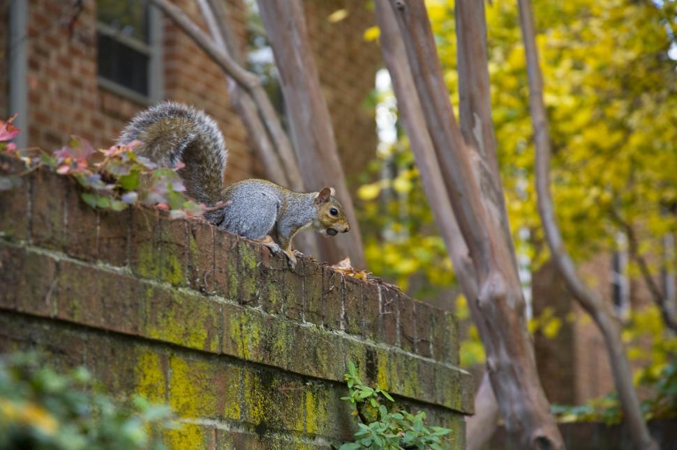 Free Image of squirrel  