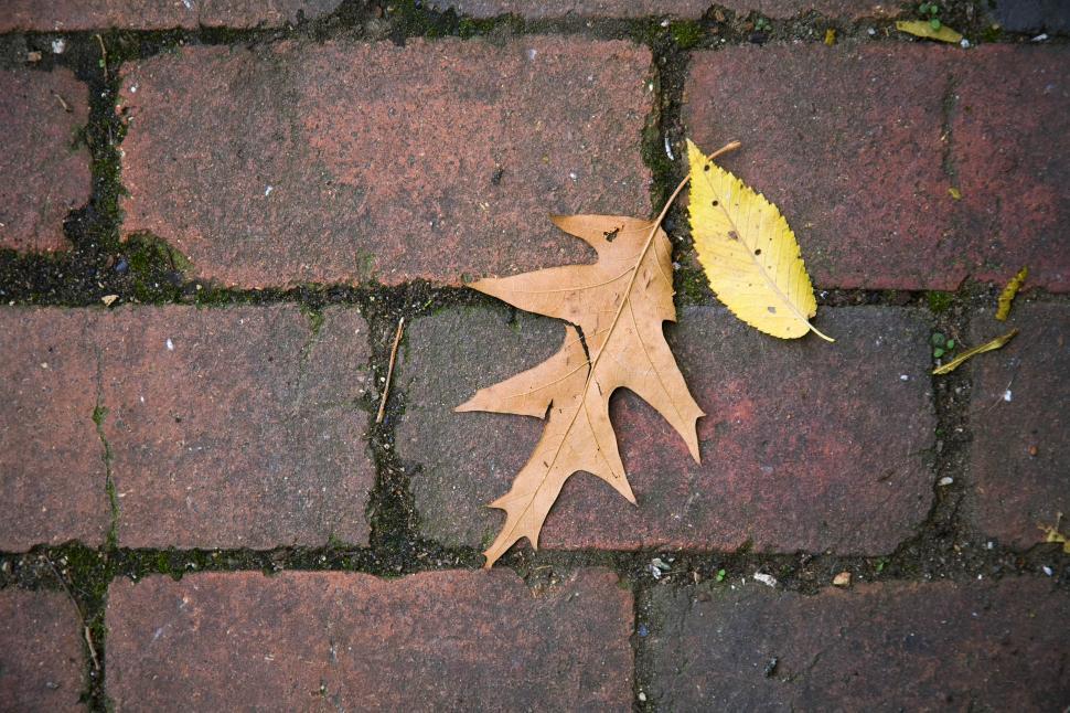 Free Image of Leaves 