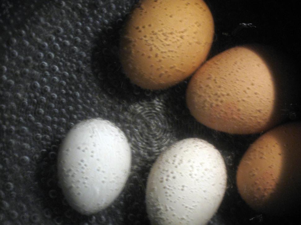 Free Image of Boiled eggs 