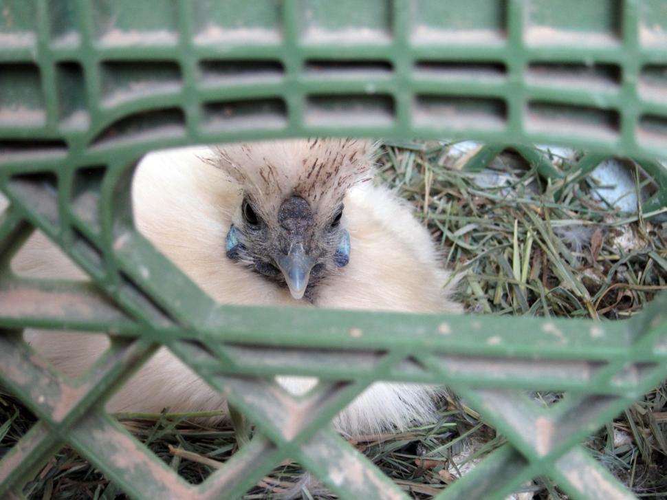 Free Image of white chicken 