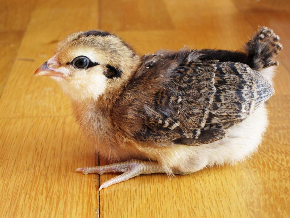 Free Stock Photo of Chick | Download Free Images and Free Illustrations