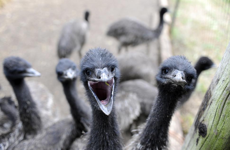 Free Image of Emu Farm 