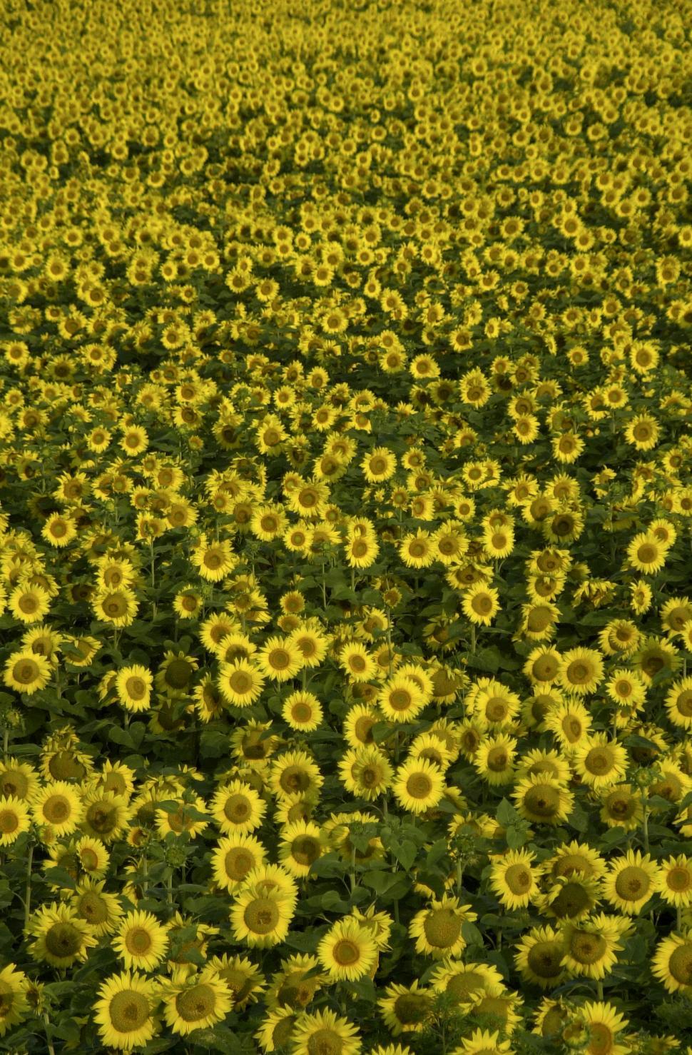 Free Image of Sunflowers 