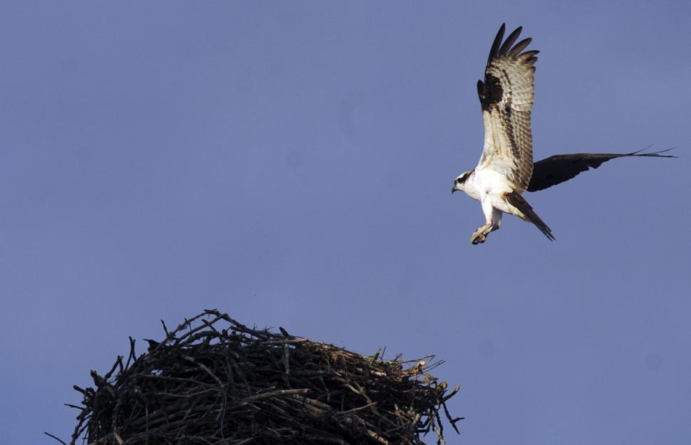 Free Stock Photo of Osprey Nest | Download Free Images and Free ...