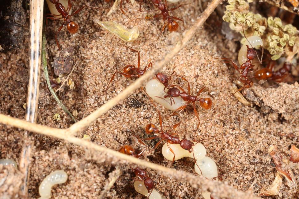 Free Stock Photo of Red Harvester ants Download Free Images and Free