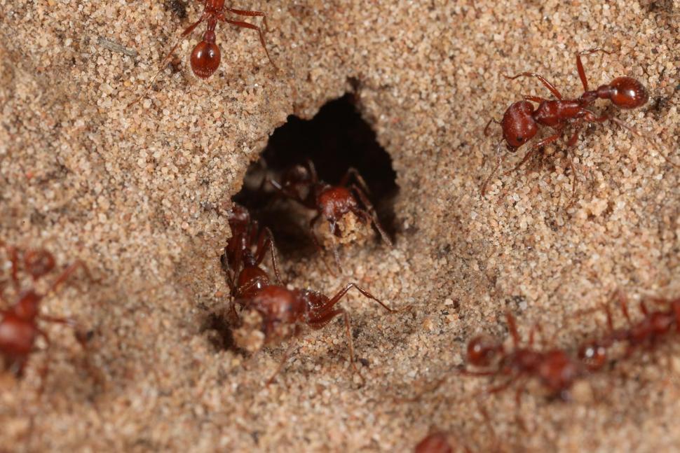 Free Stock Photo of Red Harvester ants | Download Free Images and Free ...