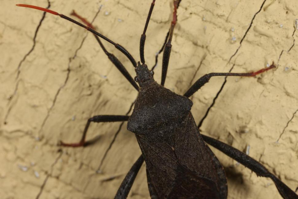 Free Image of Assassin bug 