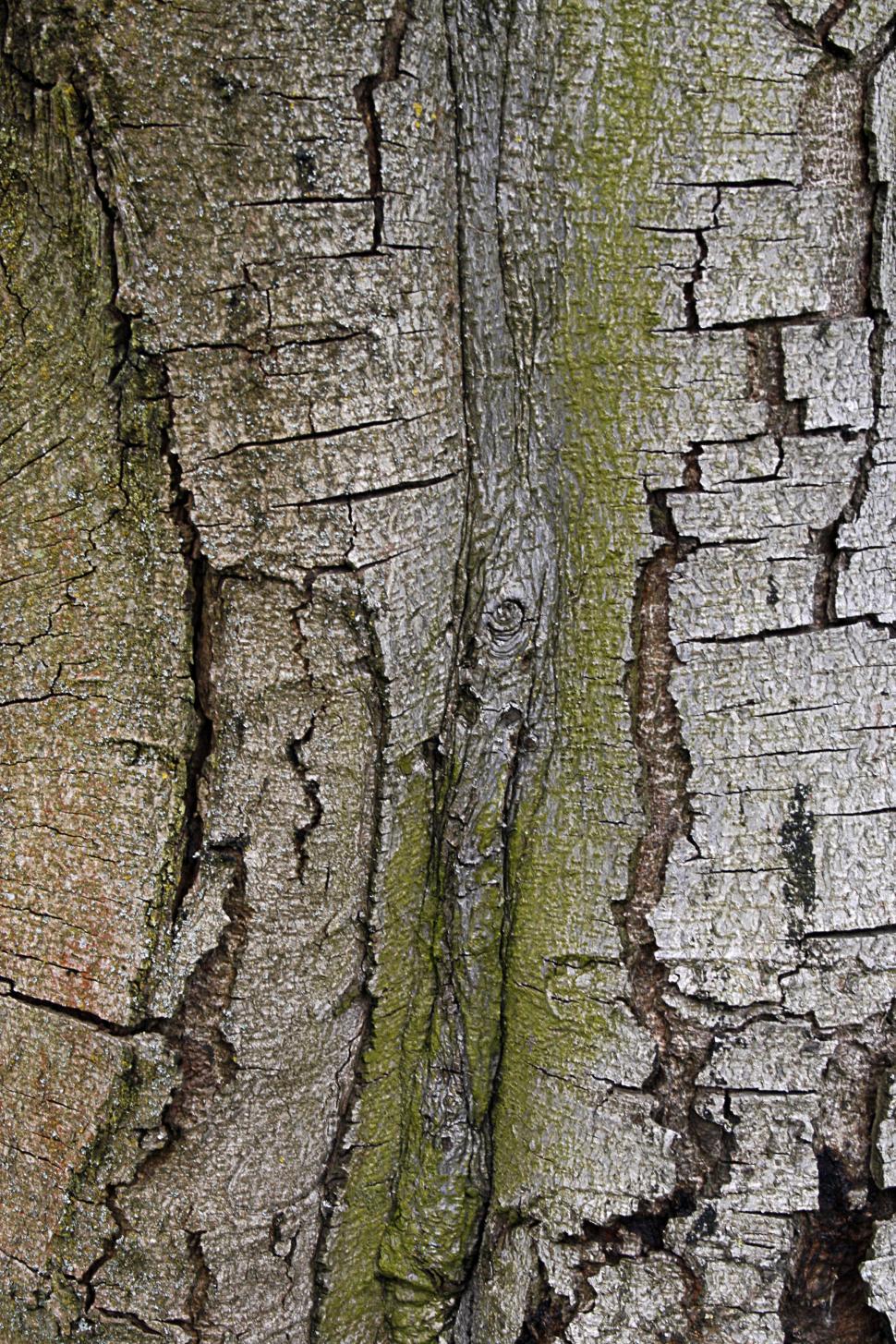 Free Image of tree 
