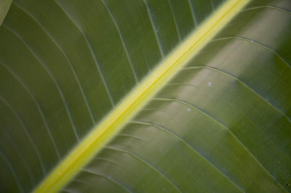 Free Image of Green Leaf 