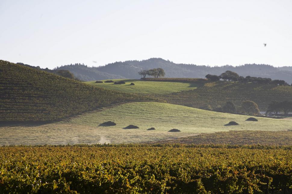 Free Image of Scenic Vineyard Landscape 