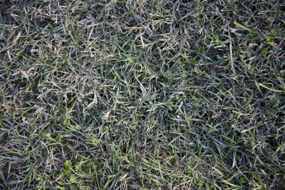 Free Stock Photo of Grass | Download Free Images and Free Illustrations