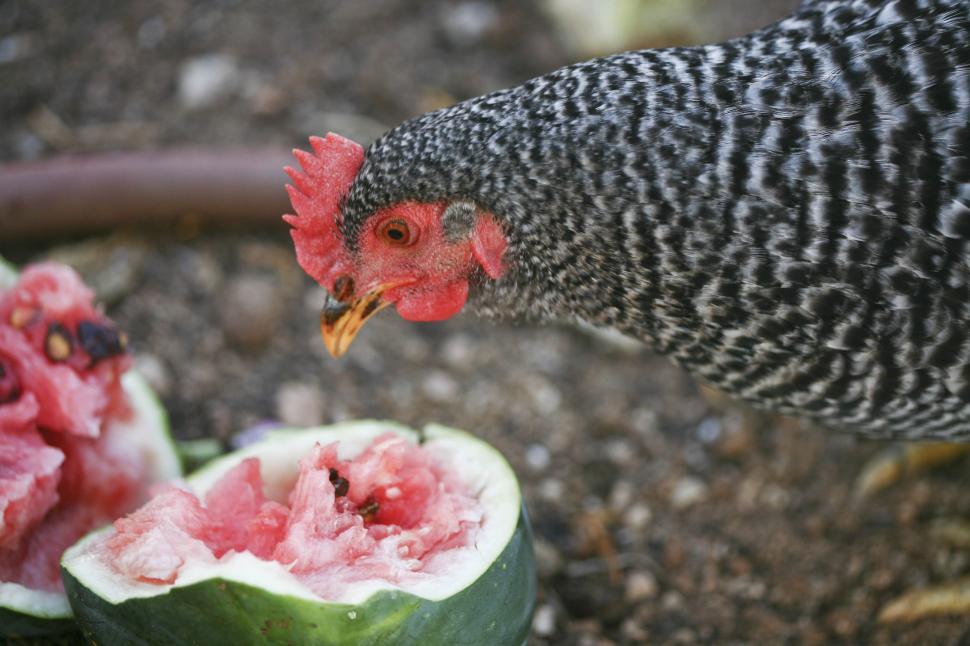 Free Image of black chicken 