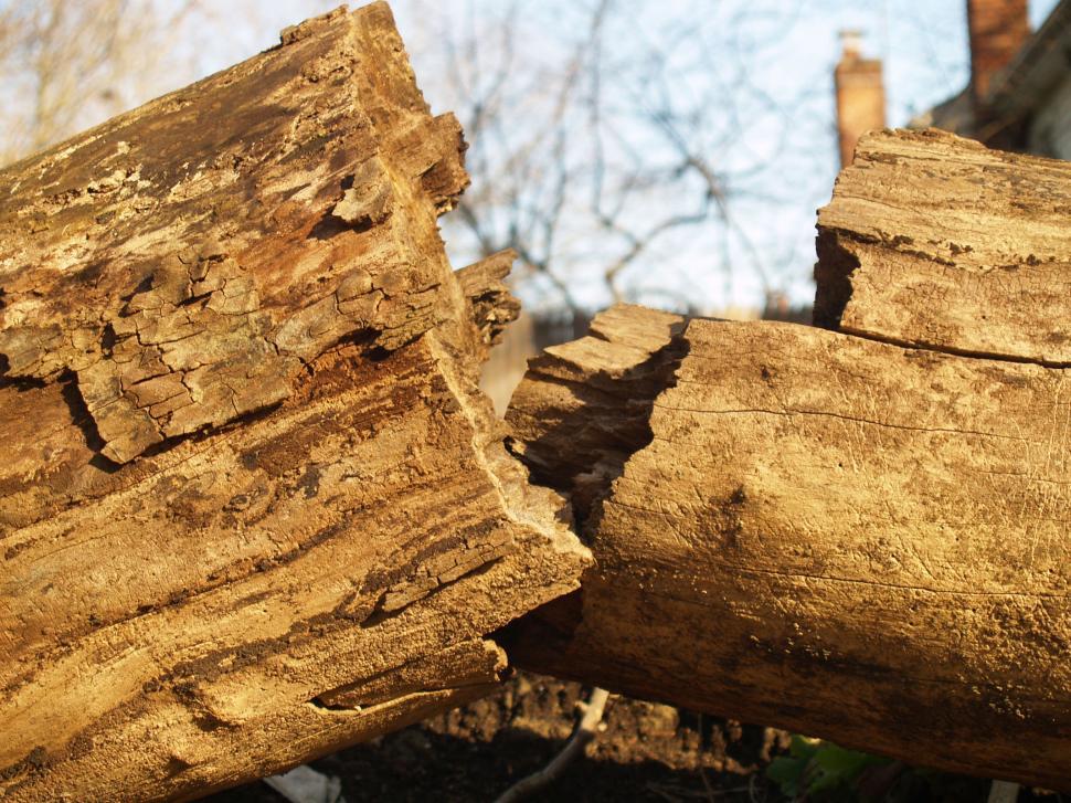 Free Image of Broken Trunk 