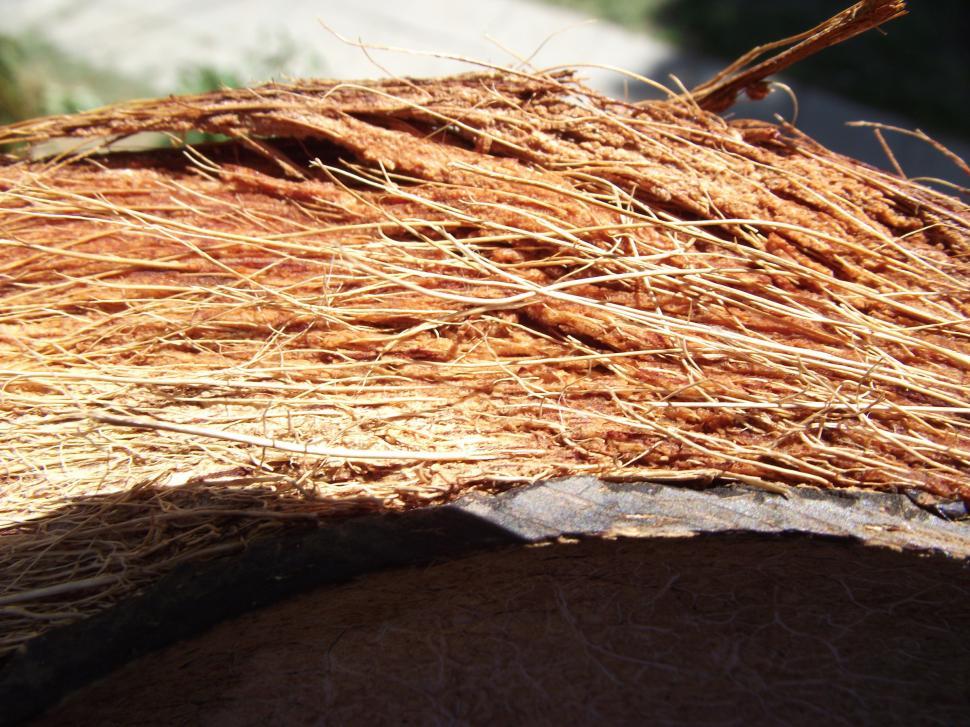 Free Stock Photo of Coconut hairs close up Download Free Images and