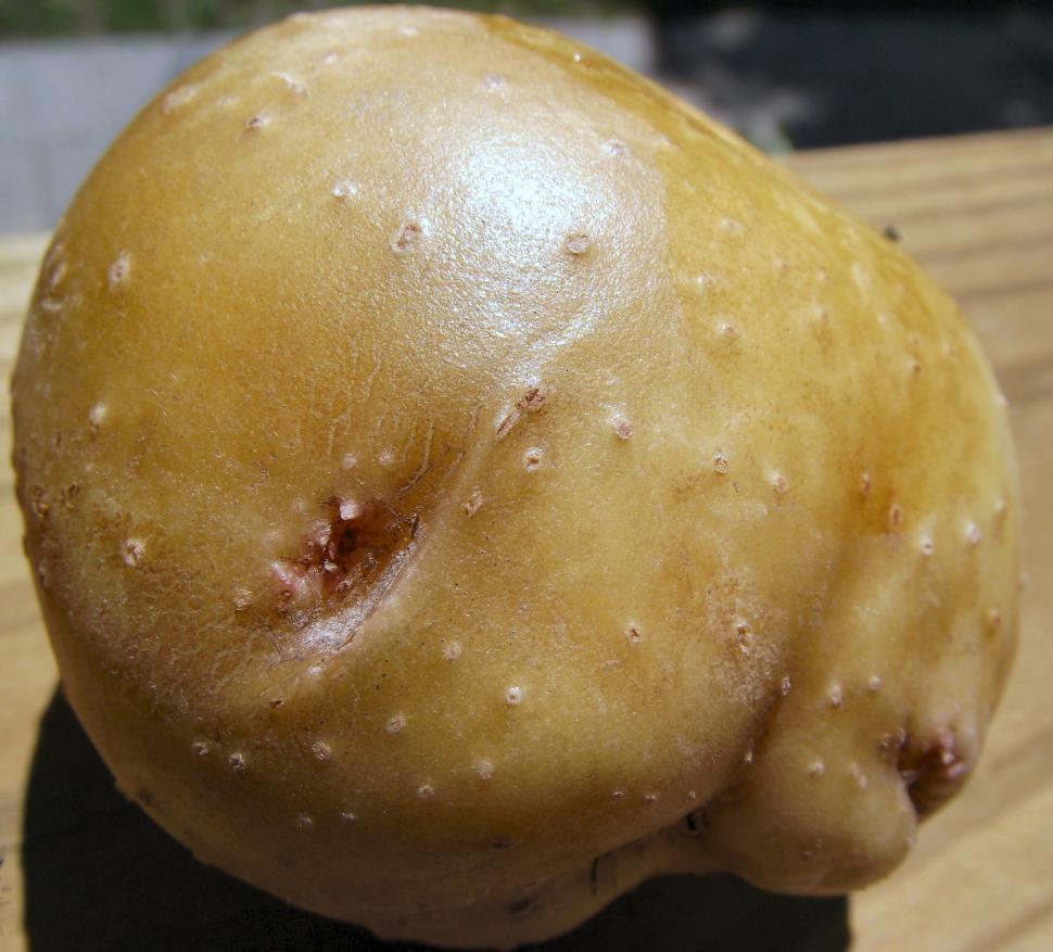 Free Image of White yellow gold potato detail 