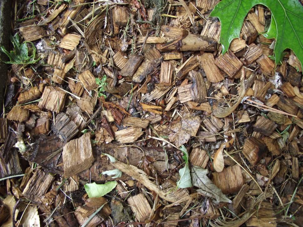 Free Stock Photo of Wet pine wood chips Download Free Images and Free