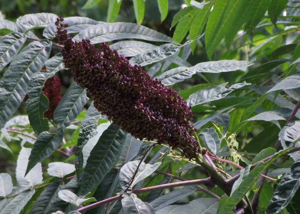 Free Image of Wild berries growing on a very large weed in the jungle 