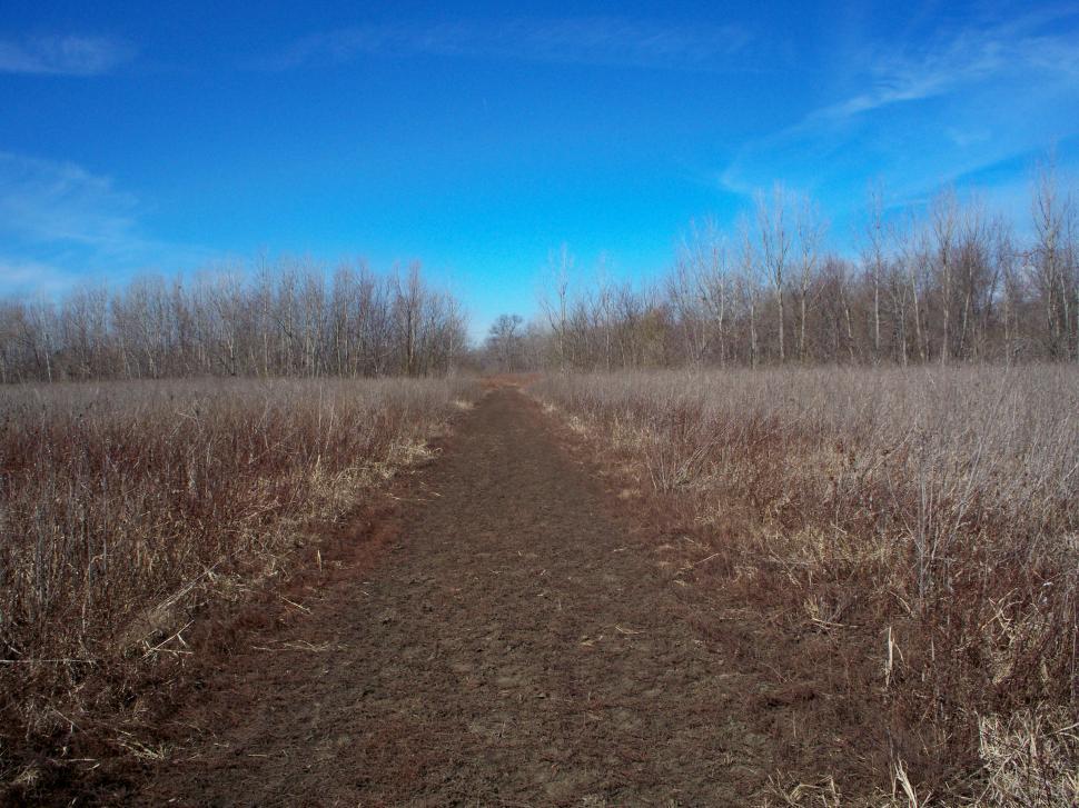 Free Image of Dirt roadway pathway path road through the woods 