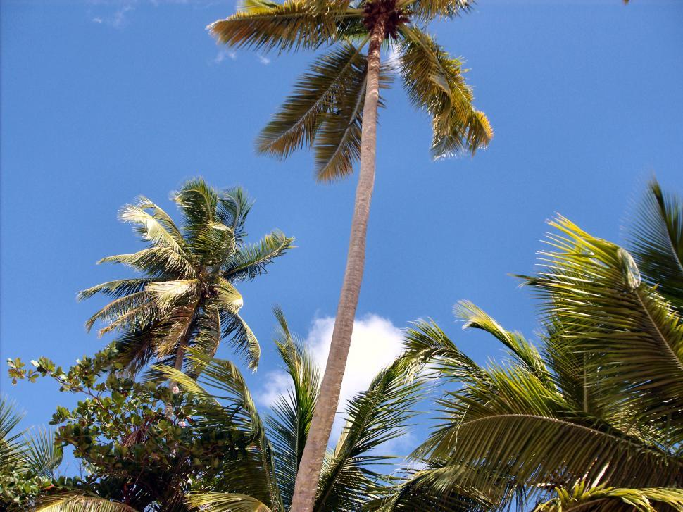 Free Stock Photo of Palm Tree Forest along the shoreline in Costa Rica