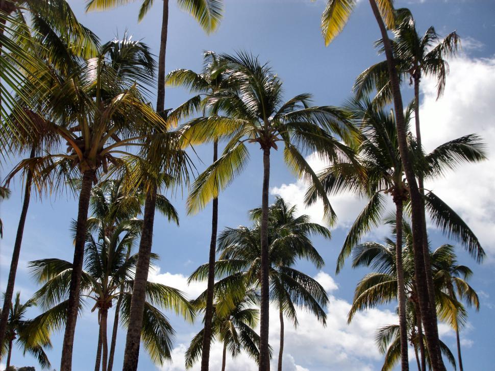 Free Stock Photo of Palm Tree Forest along the shoreline in Costa Rica