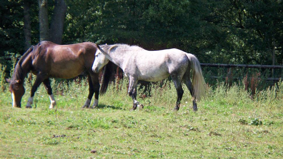 Free Stock Photo of Horses | Download Free Images and Free Illustrations