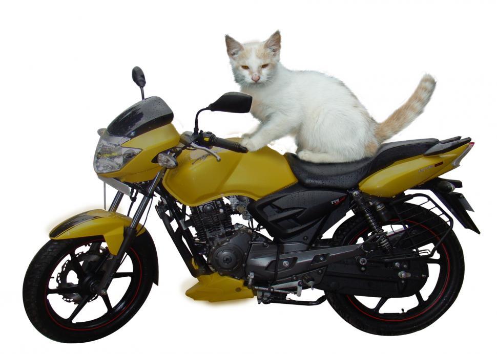 Cat On Motorcycle - Carinewbi