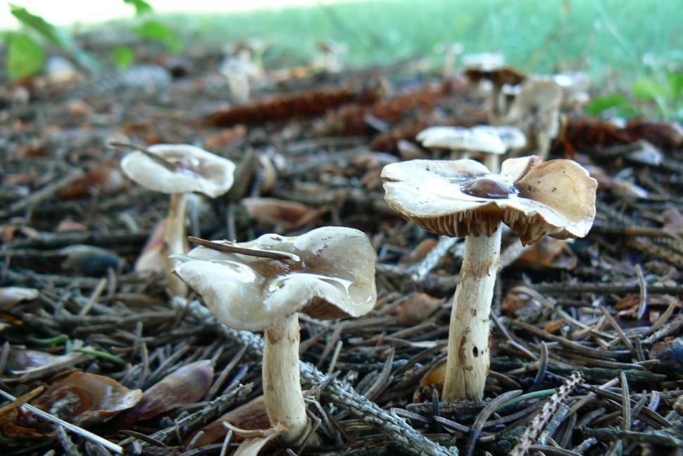 Small Brown Mushrooms