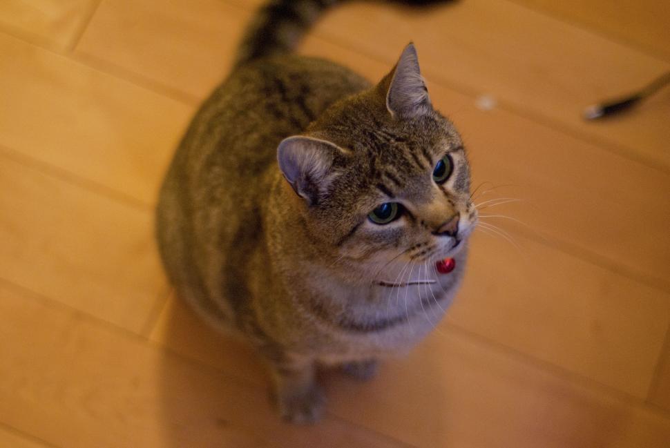 Free Image of Cat 