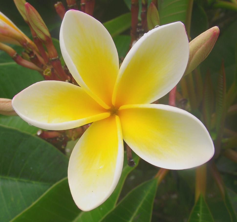 Free Stock Photo of Frangipani | Download Free Images and Free ...