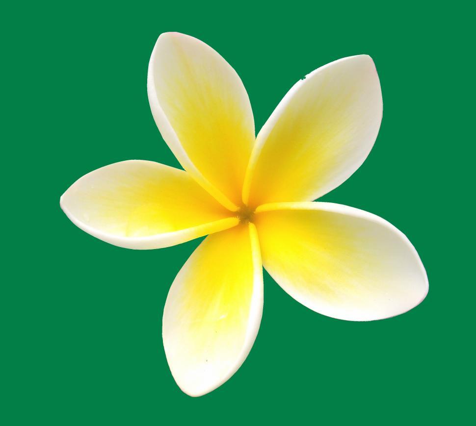 Free Image of Frangipani 