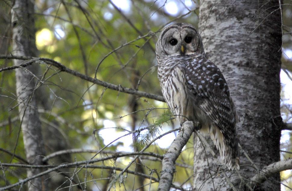 Free Stock Photo of Barred Owl | Download Free Images and Free ...