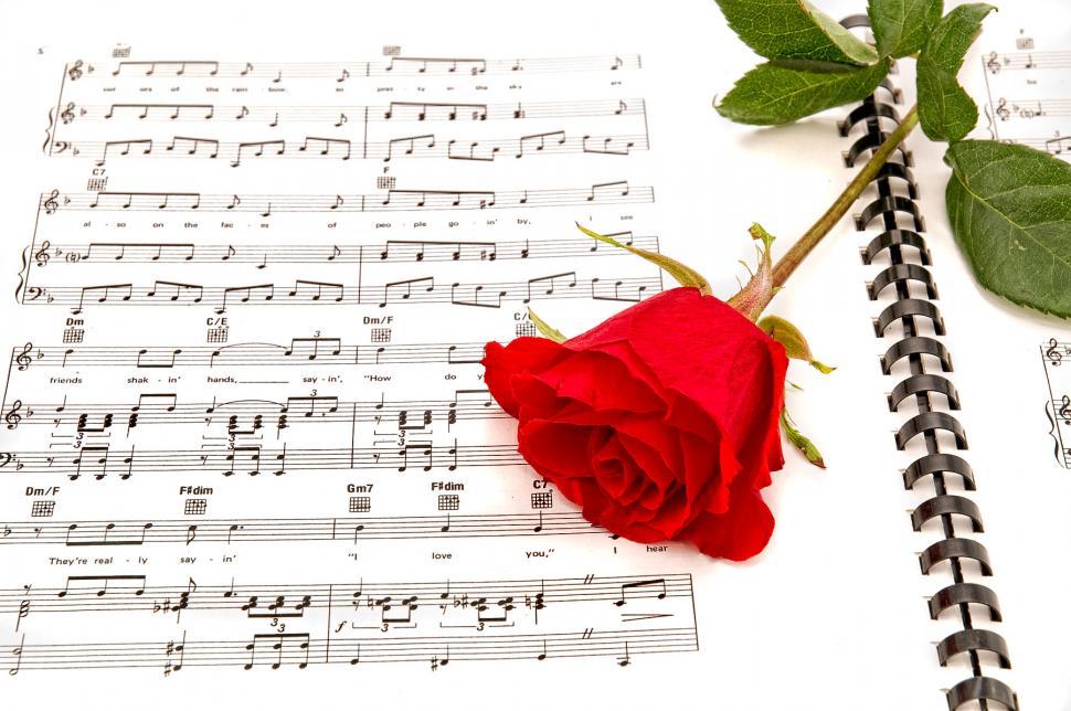 Free Image of Roses 
