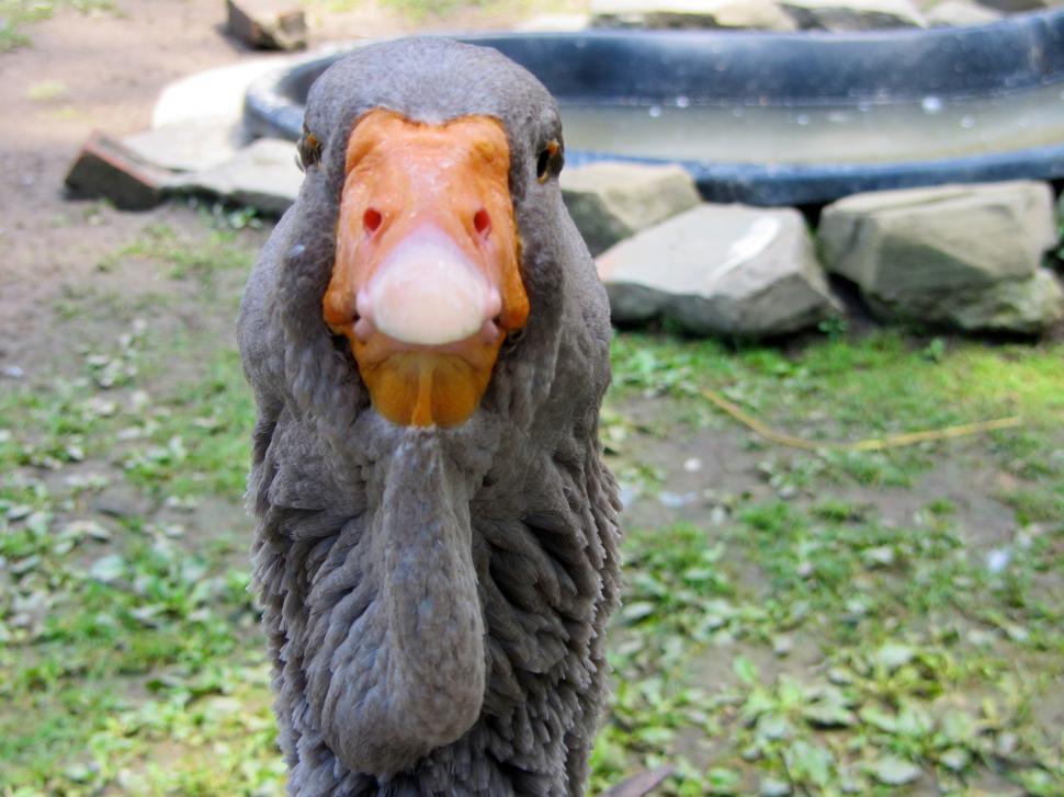 Free Image of Duck With Large Beak Standing in Grass 