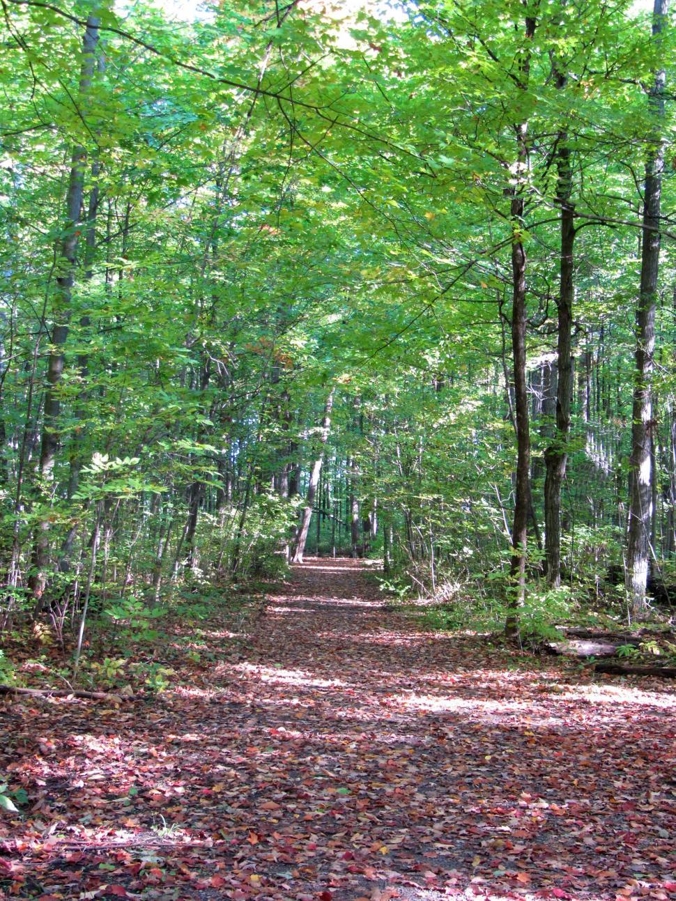 Free Stock Photo of Dirt Path Amidst Forest | Download Free Images and ...