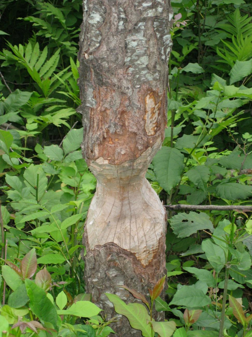 Free Image of Beaver Damage 