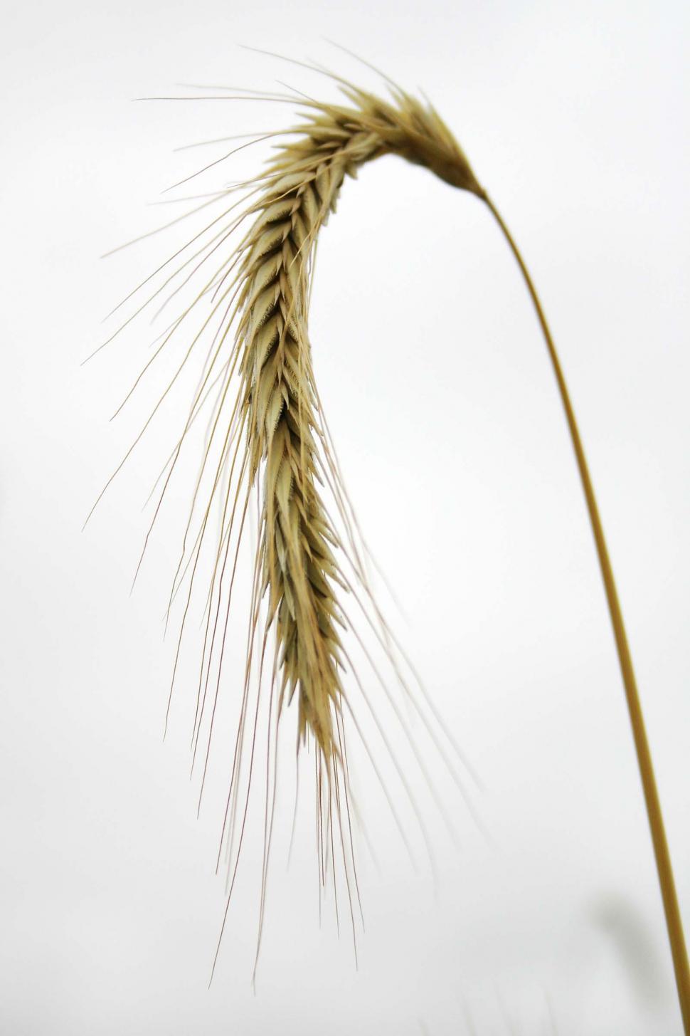 wheat stalk