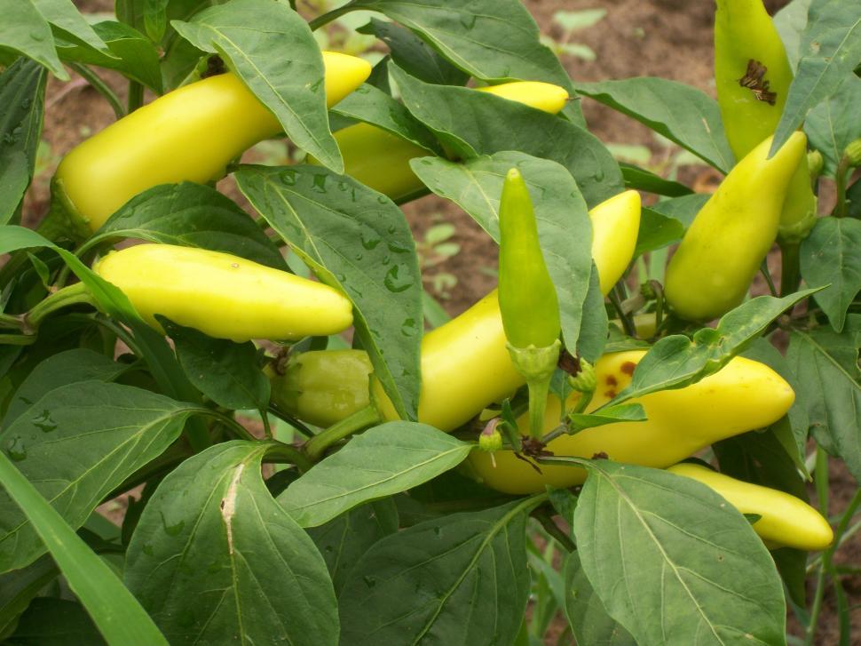 Free Image of Yellow Peppers Growing on Plant in Garden 
