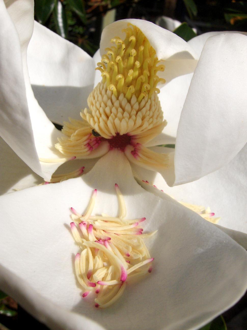 Free Image of White Flower 
