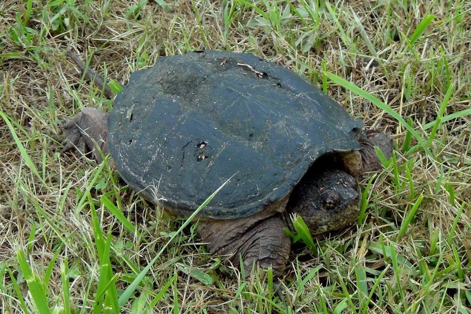 Free Stock Photo of Snapping Turtle | Download Free Images and Free ...