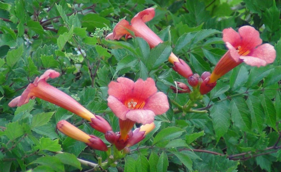 Free Stock Photo of Red Trumpet Crossvine | Download Free Images and ...