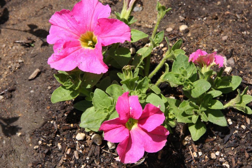 Free Image of petunias 
