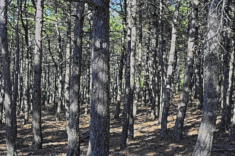 Free Image of Pine wood 