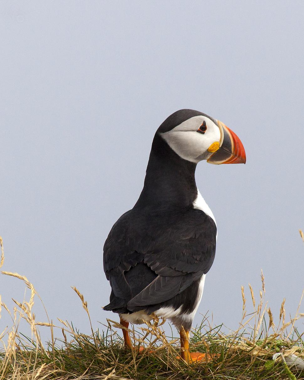 Free Stock Photo of Puffin | Download Free Images and Free Illustrations