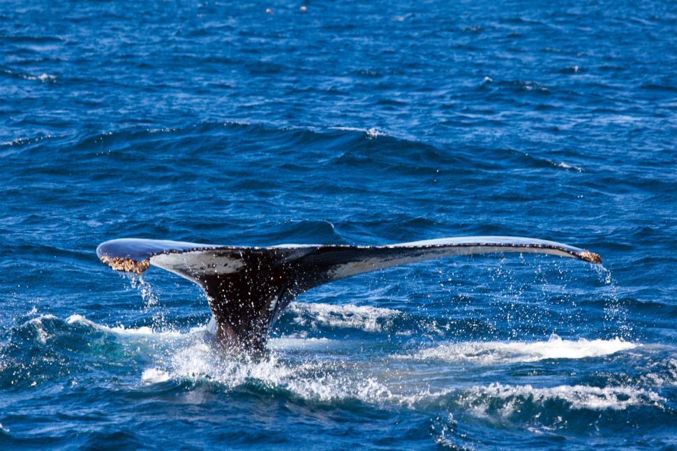 Free Image of Majestic Whale Tail Flips Out of the Water 